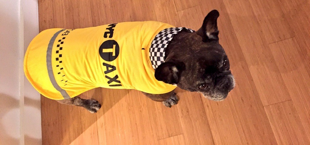 Frenchie Dressed for Halloween. www.ChopHappy.com